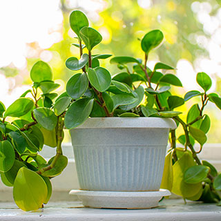 Trailing Jade Plants