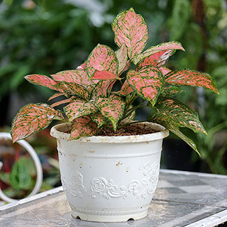 Aglaonema 'Red Valentine'