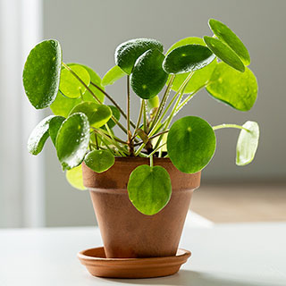 Chinese Money Plant