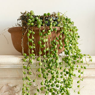 String of Beads Houseplant
