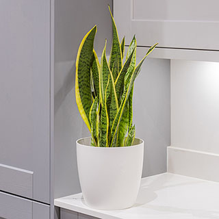 Variegated Snake Plant