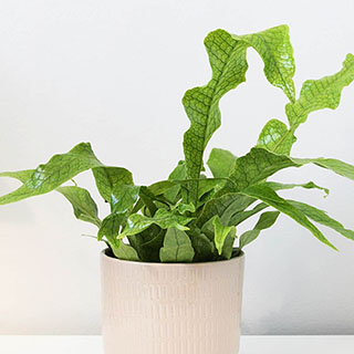 Crocodile Fern Houseplant