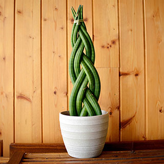 Braided Snake Houseplant