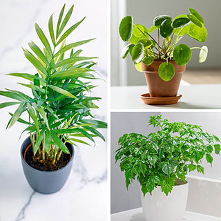 Pet-Friendly Houseplant Collection