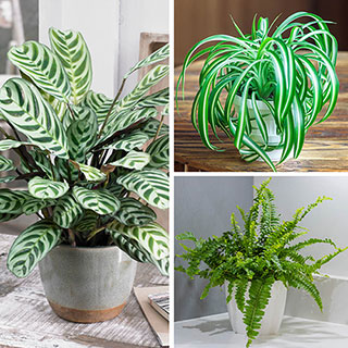Pet-Friendly Houseplant Collection