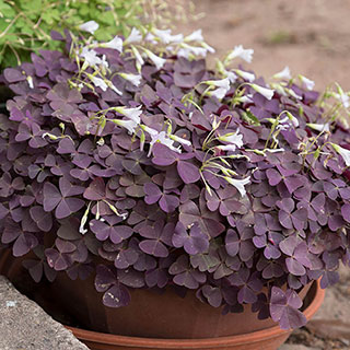 'Purple Shamrock' Houseplant