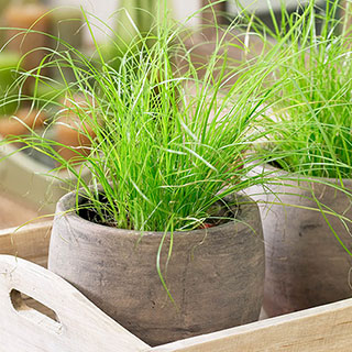 Cat Grass Houseplant