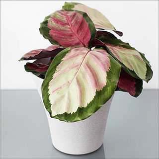 Calathea 'Rosy'