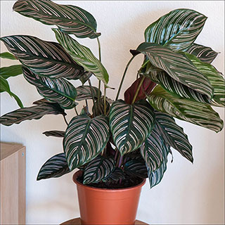 Pin Stripe Calathea