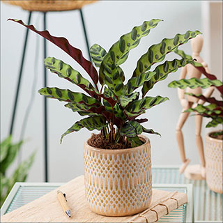 Rattlesnake Plant