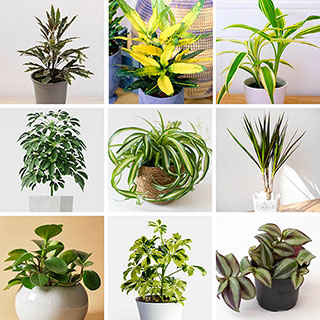 Houseplant Collection