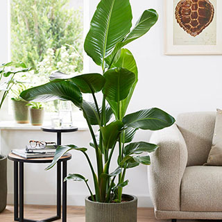 Bird of Paradise - Strelitzia augusta