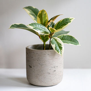 Variegated Rubber Plant 'Tineke'