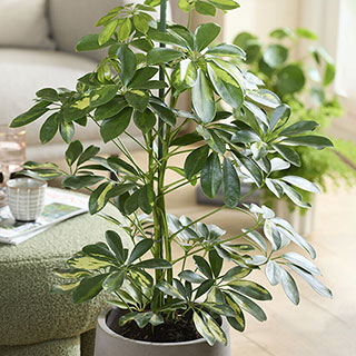 Schefflera 'Gold Capella' Umbrella Tree