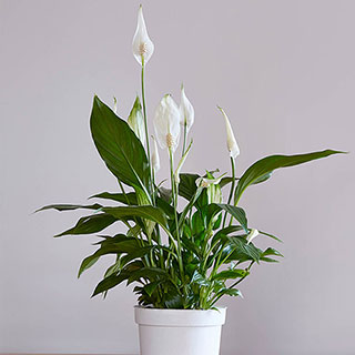 Peace Lily Spathiphyllum 'Cupido'