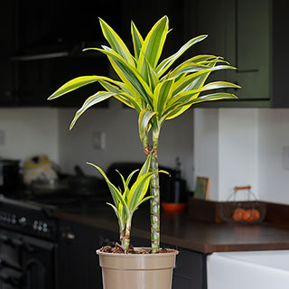 Dracaena deremensis 'Lemon Lime' 2 Stem