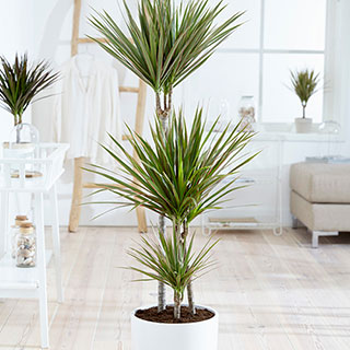 Dracaena 'Bicolor' 3 Stem