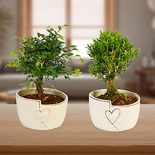 Straight Trunk Bonsai Tree in Ceramic Pot