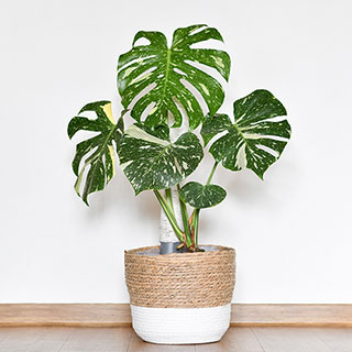 Monstera 'Thai Constellation'