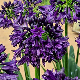Agapanthus Black Jack 