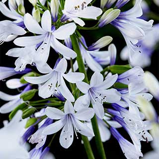 Agapanthus Fireworks 