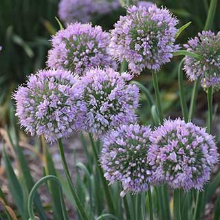 Allium Bubble Bath 