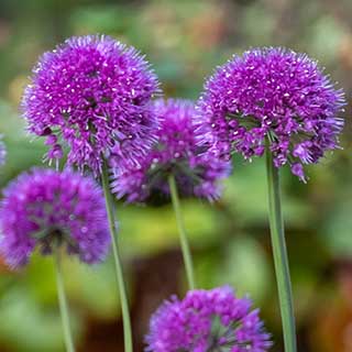 Allium Lavender Bubbles 