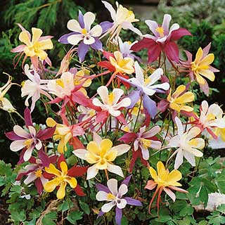 Aquilegia McKana Hybrids 