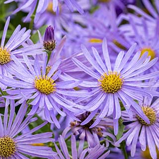 Aster frikartii Monch 