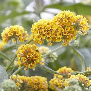 Buddleia 'Sungold' 