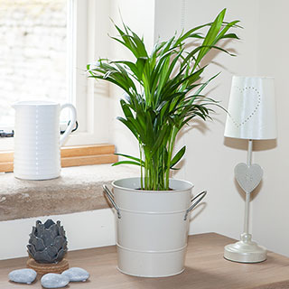 Areca Palm