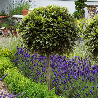 Standard Bay Tree