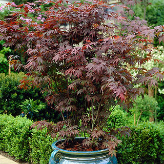 Acer palmatum Atropurpureum 