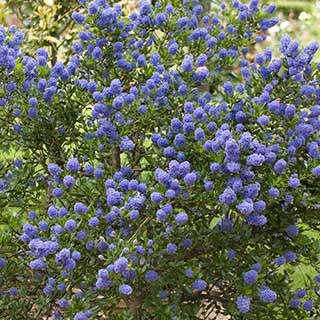 Ceanothus repens 'Californian Lilac'