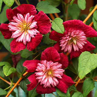 Premium Double Clematis 'Avant Garde'