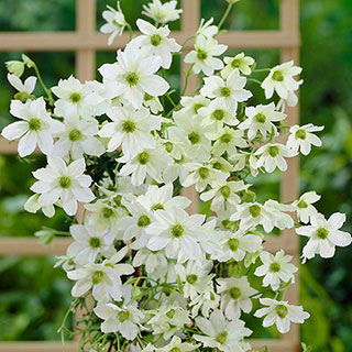 Evergreen Clematis 'Early Sensation'