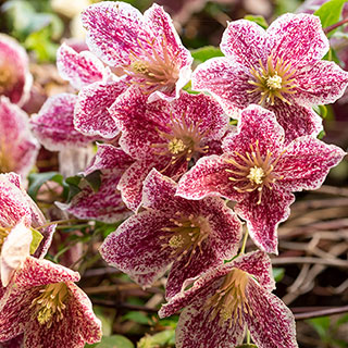 Clematis 'Freckles'