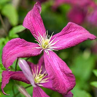 Clematis Madame Julia Correvon 