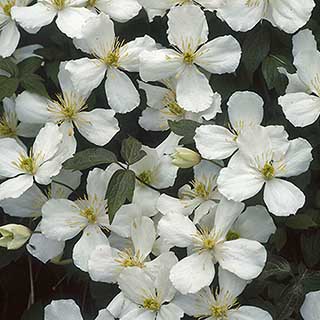 Clematis montana Grandiflora 
