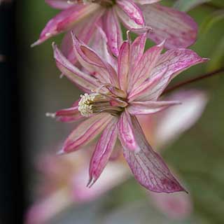 Clematis montana 'Broughton Star'