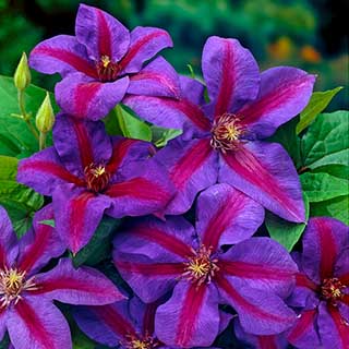 Clematis Mrs N Thompson 