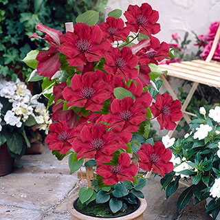 Patio Clematis 'Nubia' Boulevard