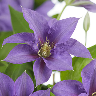 Patio Clematis 'Olympia' Boulevard'