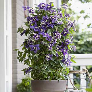 Clematis 'Taiga'