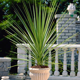 Cordyline australis Green