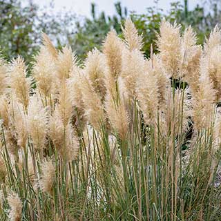 Cortederia selloana Pampas Grass 