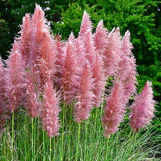 Cortederia selloana rosea Pampas Grass P 