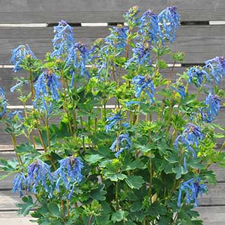 Corydalis 'Blue Heron' 
