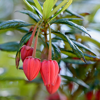 Crinodendron hookerianum