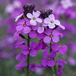Erysimum Bowles Mauve 
